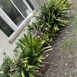 Orange Clivia Plants