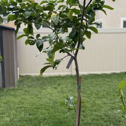 Lemon Tree