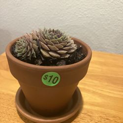 Sempervivum In Mess Free Terracotta Pot