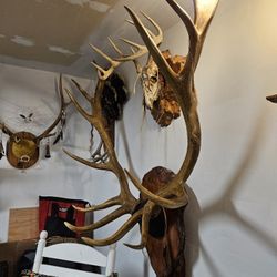 European  7x7 Elk  Mount 
