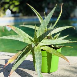 Three Aloe Plants In A Pot (Bamboo Pot)