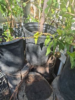 Fig tree