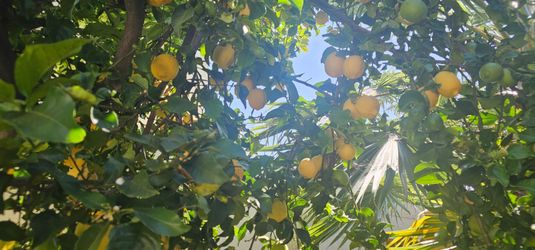 Fresh Organic Lemons