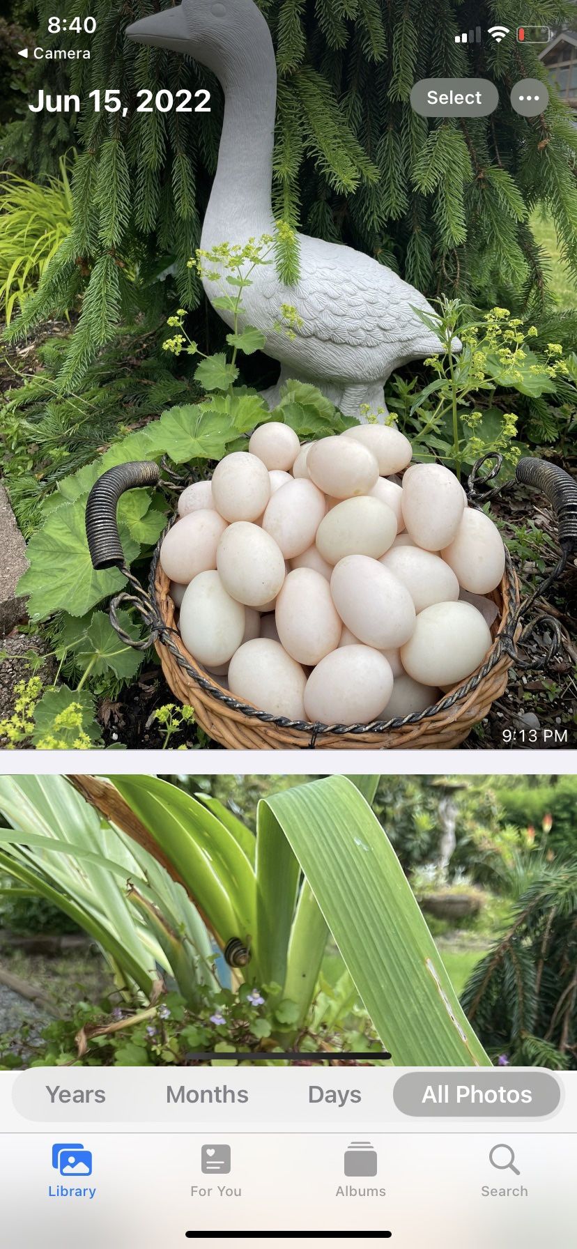Ducks Eggs