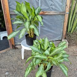 Chinese Evergreen Silver Bay Plant 10" Pot $20 Each