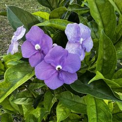 YESTERDAY TODAY & TOMORROW (7 Gallon Pot) Healthy & Beautiful Plant With Gorgeous Flowers 
