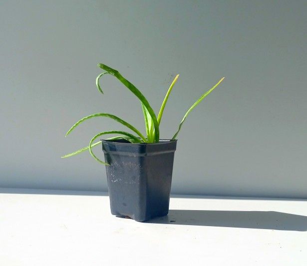 Aloe Vera Succulent Cactus Plant/ House Plant/ Indoor Plant/ Flower Patio Garden