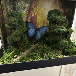 Rainforest Animal Project