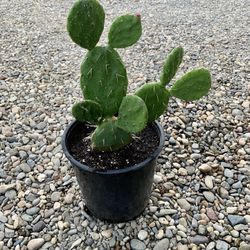 Dwarf Cactus, Easy to maintain an ready for repotting. Also open to to trade for succulent varieties  I don’t have, let me know what you got..