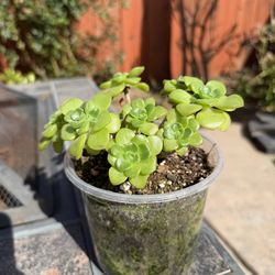 Irish rose succulent