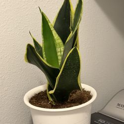 Black And Gold Snake Plant
