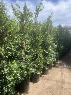 15 Gal Ficus Indian Laurel