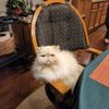 Thomas 
