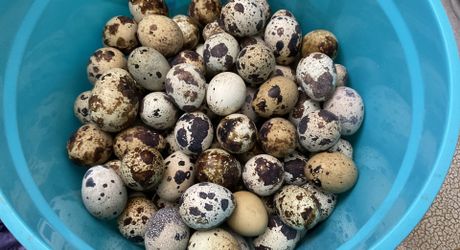 fresh quail eggs