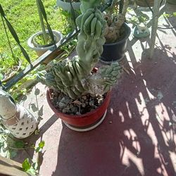 Monstruos Apple Cactus