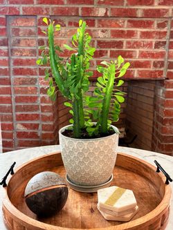Mature African Milk Tree in 7.5” Decorative Ceramic Pot – $75