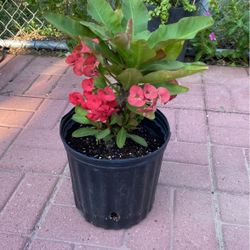  Planta Corona De Cristo $30.00