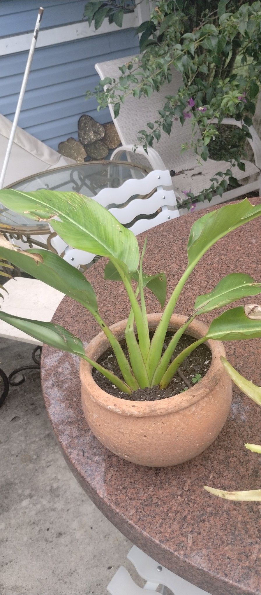 Plant Pots With Plants 