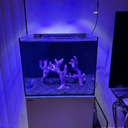 Fish Tank 