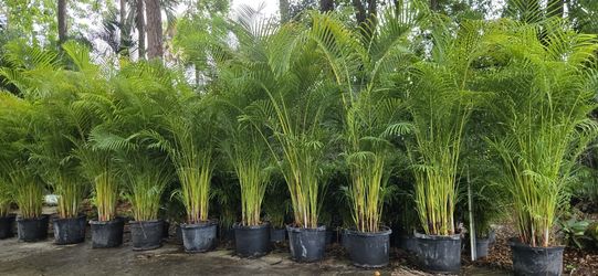 Arecas Price Includes installation 5.5ft tall from dirt up 7g