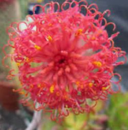 Pickle Plant Cactus (Senecio stapeliiformis)