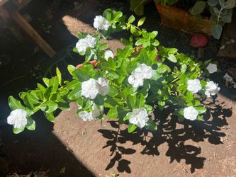 Madagascar periwinkle