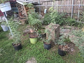 Mesquite mexicano / Pecan tree( nogal)