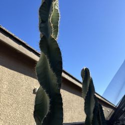 10-12” Fresh Cutting Of Spiral Cereus Cactus
