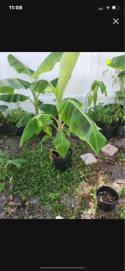 Banana Tree Plant in Black Pot