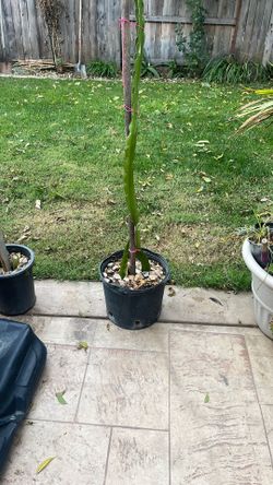 Dragon Fruit Whit Color