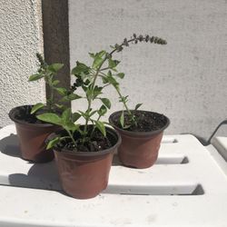 Tulsi Plants For Sale