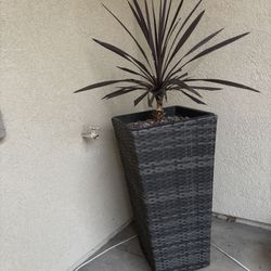 Tall Planter And plant
