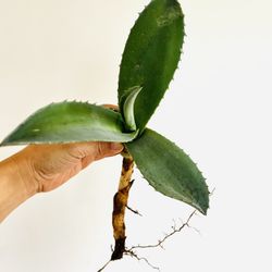 Blue Agave Plant, Agave tequilana, tequila agave, bare root, live plant, large succulent 6 inches