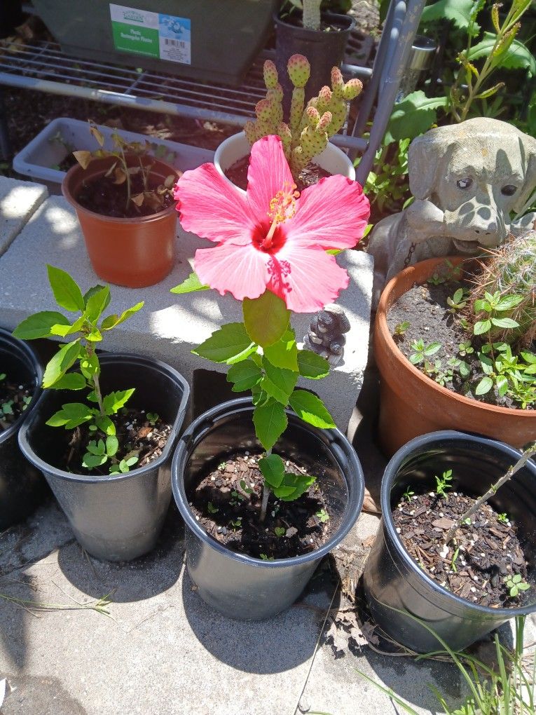 Pink Hybiscus