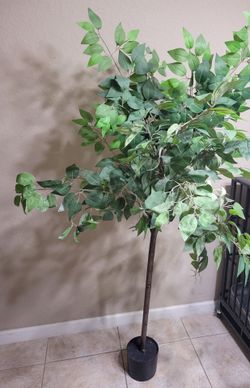 Decorative plant