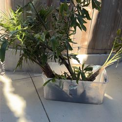 Healthy. Ready To Plant ..,2 Hawaiian Fish Tail Palms One Queen Palm