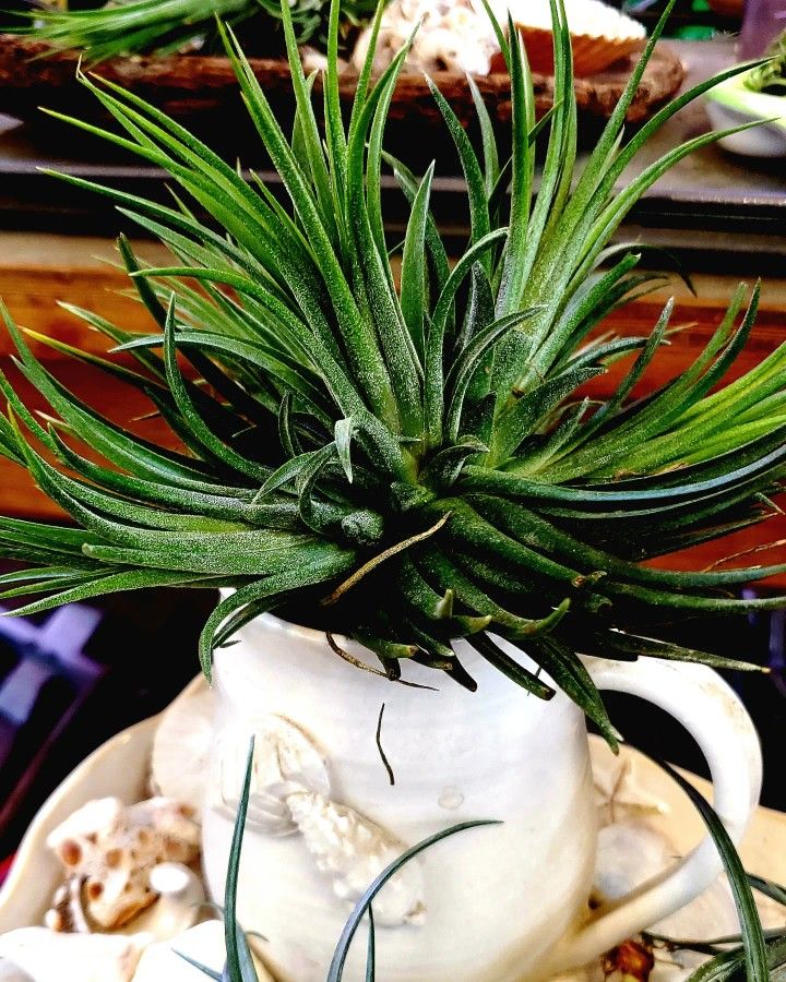 Tillandsia Air Plants -- Multiple Varieties Available