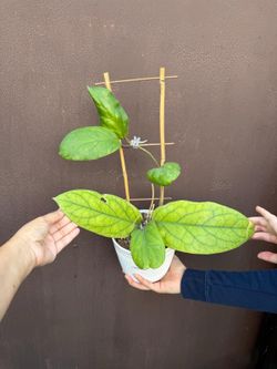 6”hoya cv golden eye