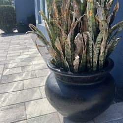 Planter With Snake Plant 
