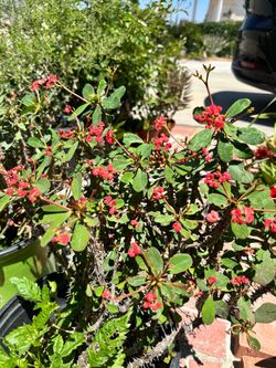 Crown Of Thorns (Small Flower)