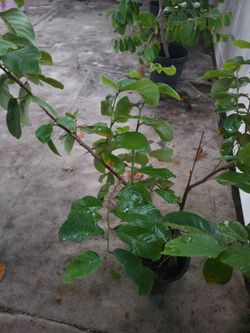 4'-1/2  chirimoya tree
