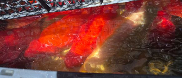 Goldfish free