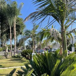 Palm Trees