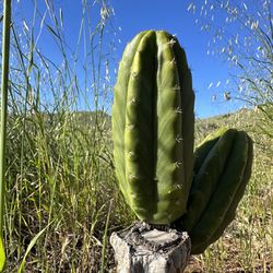 San Pedro | Huachuma | Trichocereus Cactus Cuttings 