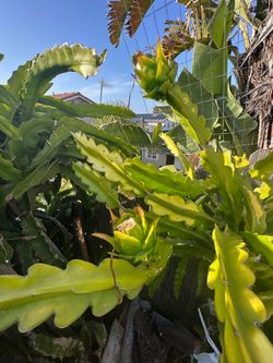 Extra large Red and white dragon fruit