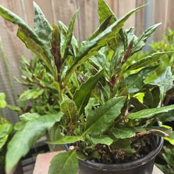 Okinawa Spinach Plant, One Gallon Pot 