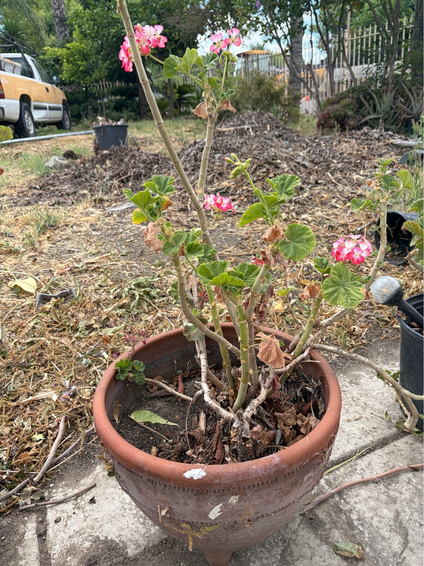 Geranium in Terra cotta pot