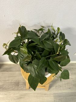 Heart-Leaf Philodendron ( House Plant) 