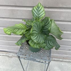 6” calathea orbifolia 