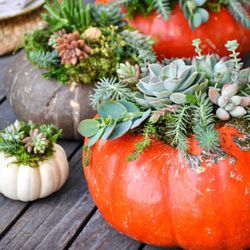 Succulent Pumpkin